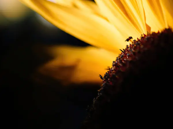 Close Macro Shot Reveals Intricate Details Sunflower Capturing Both Ray — Stock Photo, Image