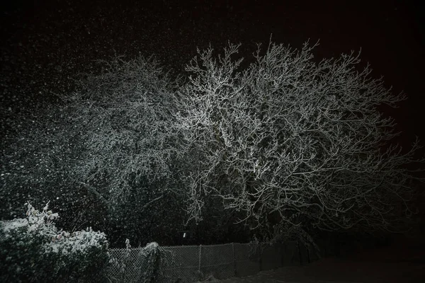Tree Stands Adorned Shimmering Blanket Snow Exuding Enchanting Radiance Intermittent Stock Photo