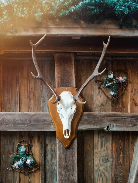 一幅色彩艳丽 古色古香的嬉皮士图片展示了一头驯鹿的头骨在墙上 与充满活力的圣诞装饰品并列在一起 又与新的和旧的融合在一起 — 图库照片