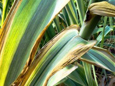 Bir bambu yaprağının karmaşık damarlarını ve dokusunu yakalayarak doğanın güzelliğini en ince ayrıntısına kadar gözler önüne seren bir yakın plan.