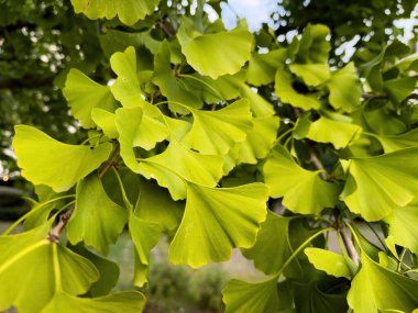 Ginkgo biloba yapraklarının detaylı güzelliğini gösteren bir makro yakın çekim. Benzersiz hayran şekilli yaprakları mevcut doğası karmaşık ve zarif tasarımı var.