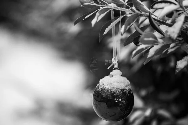 Black White Scene Lonely Glass Globe Covered Frosty Snow Delicately — Stock Photo, Image