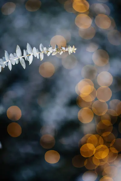 Художественный Снимок Фокусирующийся Покрытом Морозом Растении Эвкалипта Завораживающим Золотым Боке — стоковое фото