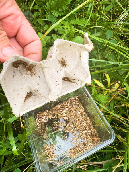 A male hand in the process of the salvation of grasshoppers in a garden, liberating a group of insects from their plastic cardboard box captivity