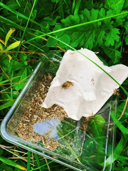 Liberation Grasshoppers Garden Showing Group Insects Being Released Plastic Cardboard — Stock Photo, Image