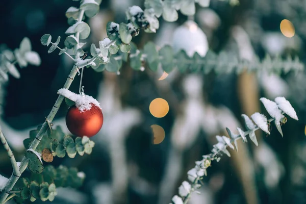 Embrace the Hygge spirit with a red globe ornament hanging on an Euclaitus tree branch, surrounded by defocused bokeh yellow circles from a winter-decorated Christmas tree