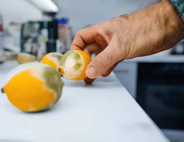 Man Seen Placing Moldy Lemon Next Another Moldy Lemon Luxurious — Stock Photo, Image