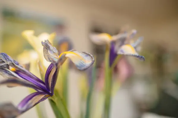 Une Vue Macro Captivante Sur Une Fleur Iris Séchée Beauté — Photo