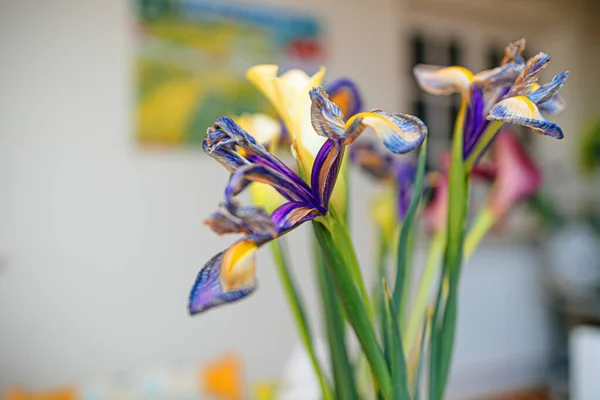 Fascinante Macro Primer Plano Una Flor Iris Seca Mostrando Belleza —  Fotos de Stock