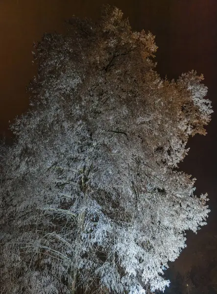 Majestic Tree Its Branches Heavy Frost Stands Out Night Sky — Stock Photo, Image