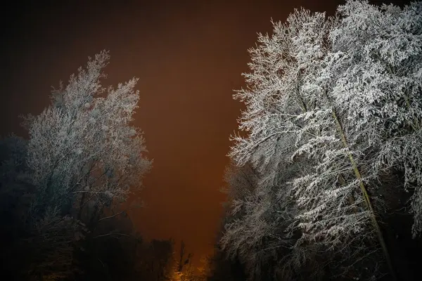 Snow Covered Trees Stand Tall Misty Orange Tinged Sky Dusk — Stock Photo, Image
