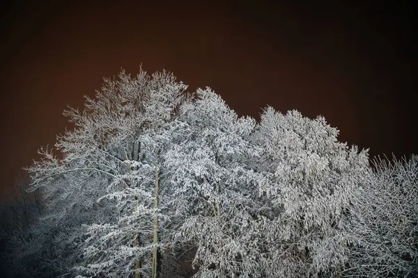 Bare Trees Frosted White Winter Wonderland Glowing Dark Evening Sky — Stock Photo, Image