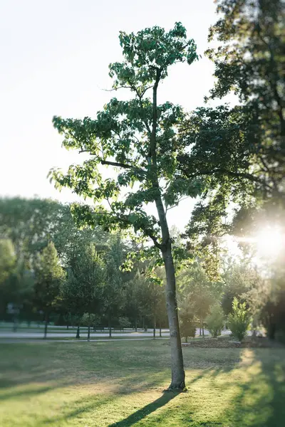 Sole Splende Tra Gli Alberi Parco Creando Una Luce Calda — Foto Stock