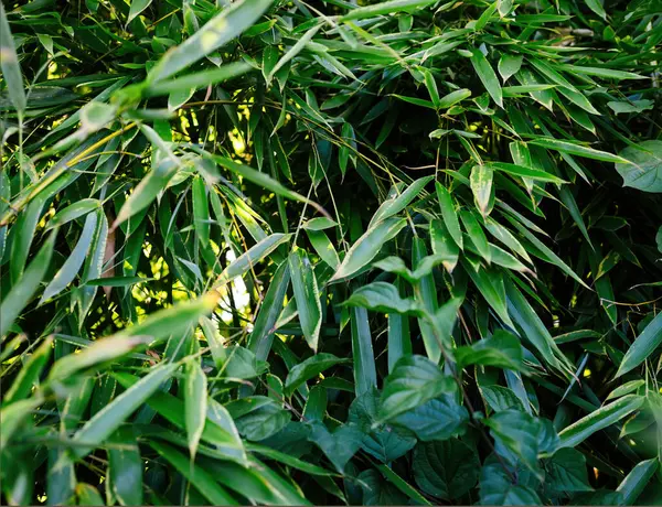 Une Photographie Gros Plan Capturant Des Feuilles Bambou Vert Vif — Photo