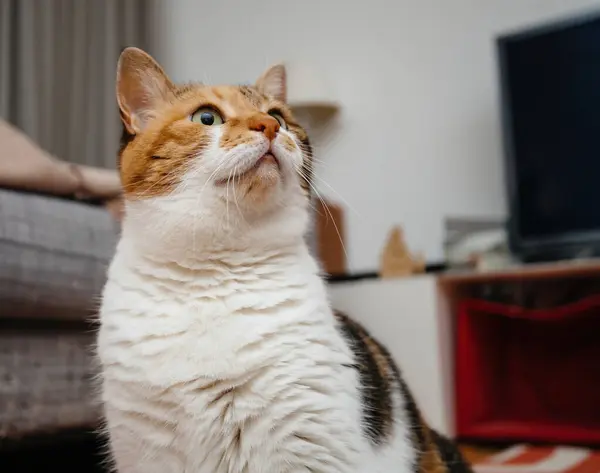Gato Calico Doméstico Extra Lindo Con Piel Naranja Blanca Mirando —  Fotos de Stock