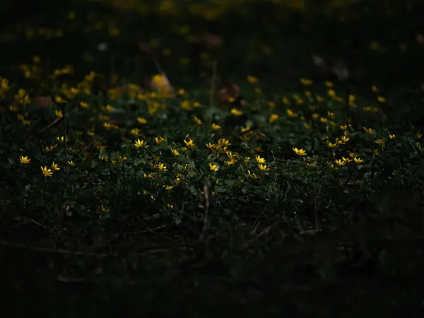 Olśniewające Pole Jaskrawych Żółtych Kwiatów Oświetlone Przez Ciemność Obrazek Stockowy