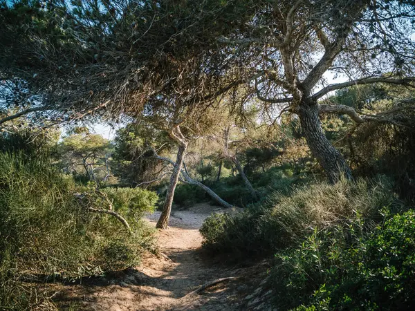 Path Woods Llucmajor Balearic Islands Spain Leading Prominent Tree Amidst — Stock Photo, Image