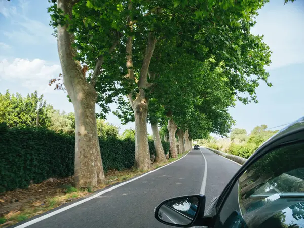 Car Cruises Tree Lined Road Journeying Valldemossa Spain Capturing Essence — Stock Photo, Image