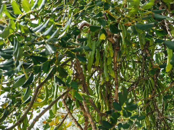満開の緑の葉が豊富にあふれ オクナインテュジェリマの自然の美しさと果実を紹介する木 — ストック写真
