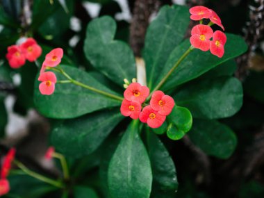 Euphorbia milisinin canlı kırmızı çiçekleri, dikenli taç olarak da bilinir, doğal bir düzende parlak yeşil yapraklara karşı sergilenir..