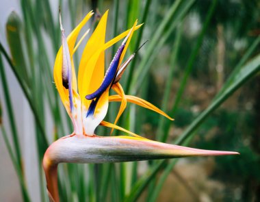 Cennet Kuşu olarak bilinen çarpıcı Strelitzia reginae, dramatik turuncu ve mor turna benzeri çiçeklerini sergiliyor..
