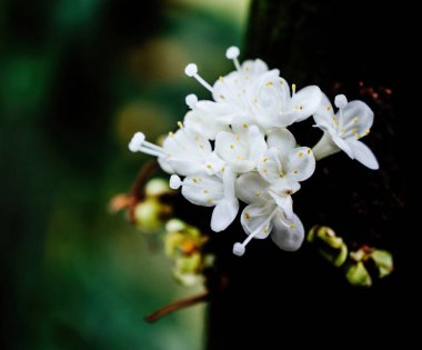 Prunus serrulata, Cherry Blossom olarak da bilinir, ağaçların kabuğuna karşı dimdik duran beyaz bir çiçek patlaması sunar.