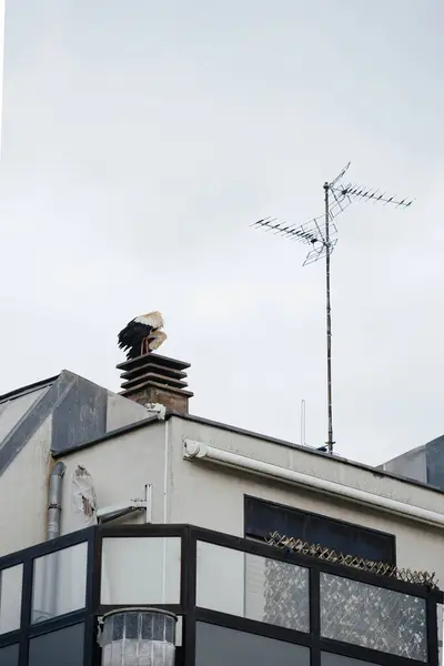 Una Cigüeña Posa Azotea Edificio Apartamentos Estrasburgo Cerca Una Antena —  Fotos de Stock