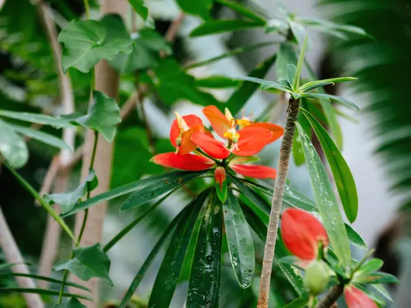 Euphorbia Punicea Known Jamaican Poinsettia Exhibits Radiant Red Orange Flowers — Stock Photo, Image