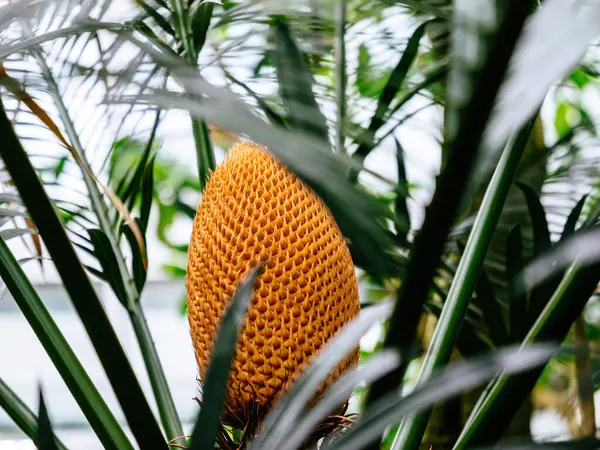 Lush Cycad Cone Emerging Amidst Spiky Green Fronds Capturing Exotic — Stock Photo, Image