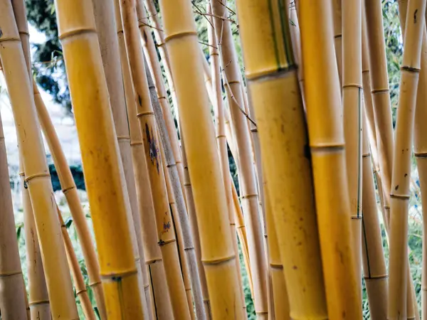 Phyllostachys Aurea Commonly Known Golden Bamboo Stands Tall Its Striking — Stock Photo, Image
