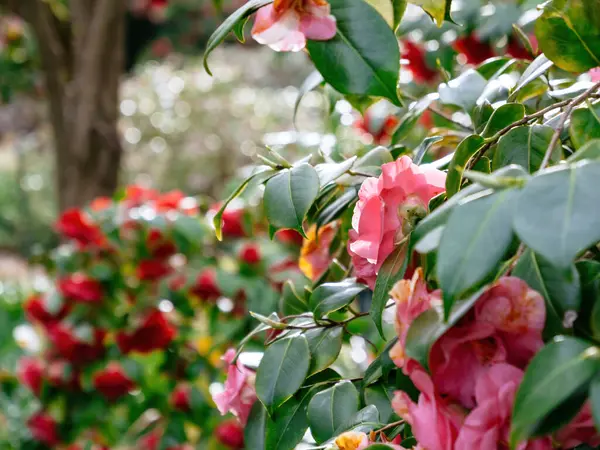 Camellia Japonica Blüht Zartrosa Tönen Eingebettet Zwischen Glänzenden Blättern Und — Stockfoto