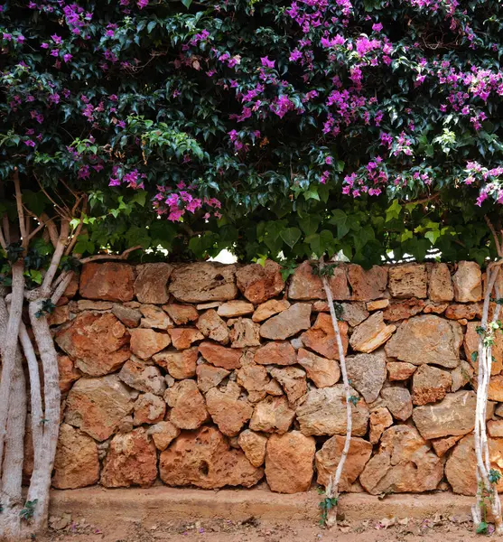 Цветы Magenta Bougainvillea Каскад Над Ржавой Каменной Стеной Смешивая Живность Лицензионные Стоковые Изображения