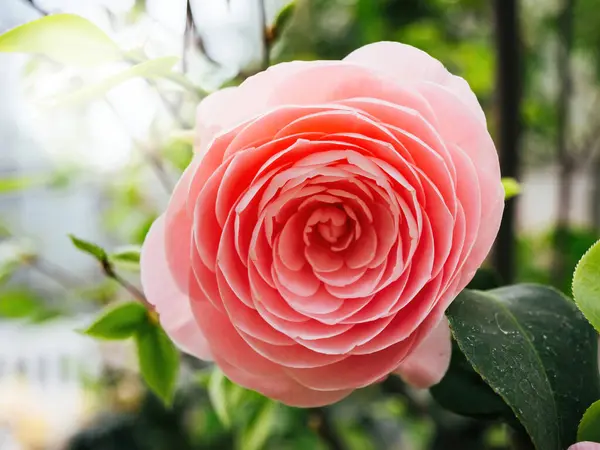 Perfectly Formed Pink Rose Camellia Exemplifies Botanical Elegance Complex Beauty Stock Image