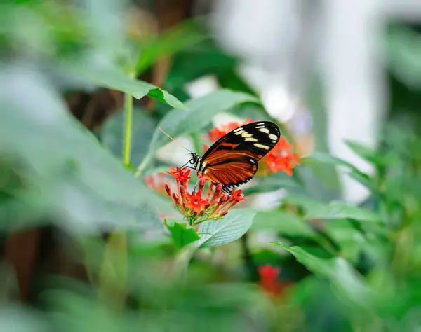 Een Kleurrijke Vlinder Zit Subtiel Levendige Rode Bloemen Een Weelderige — Stockfoto