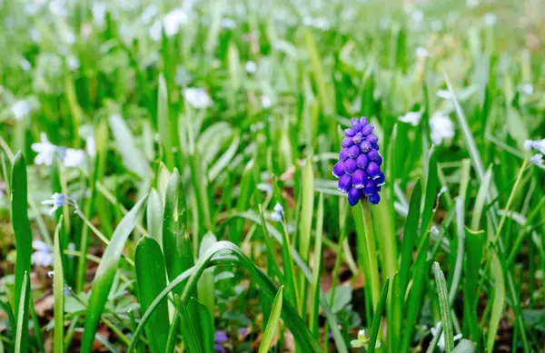 在一片绿叶茂盛的田野里 一朵生机勃勃的麝香紫花脱颖而出 小小的白花盛开 — 图库照片