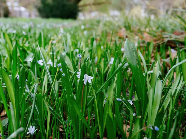 春天的开始是用新鲜的绿叶和娇嫩的蓝色剪花铺成的地毯 — 图库照片