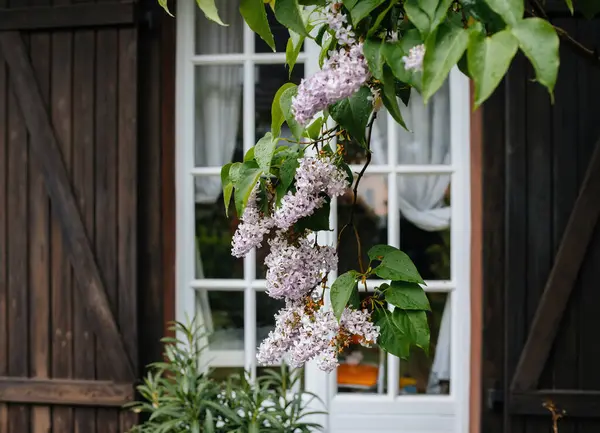 Kwiat Liliowy Zwiększa Rustykalny Urok Drzwi Balkonowych Luksusowej Nieruchomości Symbolizującej Obraz Stockowy