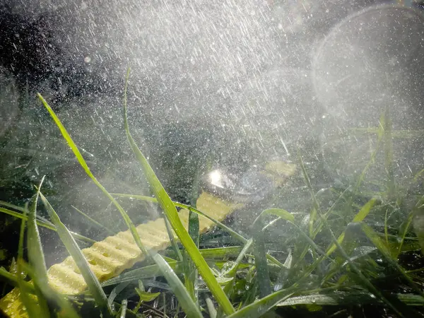 물방울은 숲에서 잃어버린 스마트 워치를 플레어 효과로 스톡 사진