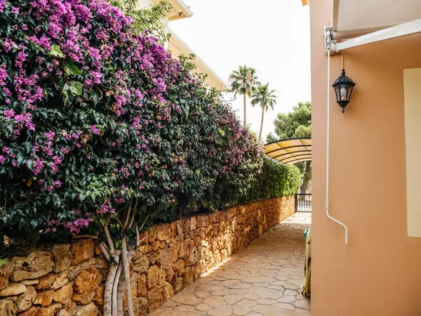 Una Pasarela Mallorca Bordeada Una Vibrante Buganvilla Tradicional Muro Piedra Imágenes De Stock Sin Royalties Gratis
