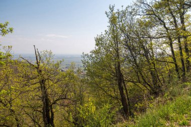 Tomurcuklanan ağaçların arasından temiz bir gökyüzünün altında taze bahar yapraklarıyla manzaralı bir manzara..