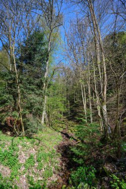 Ağaç kabuğunun detaylı dokuları ve yosun büyümesi, ormanın karmaşık desenlerini ve doğal güzelliklerini gözler önüne seriyor..