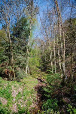 Bereketli bir bahar bitkisi ve açık mavi gökyüzünün altında filizlenen ağaçlarla çevrili küçük bir derenin yer aldığı pitoresk bir orman sahnesi..
