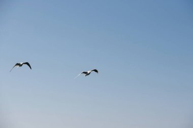 İki martı, okyanusun üzerindeki açık mavi bir gökyüzünde kanatları açık bir şekilde süzülür..