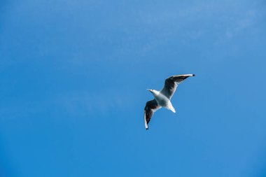 Siyah başlı Gull Chroicocephalus ridibundus zarif bir şekilde süzülür açık mavi gökyüzüne, kanatları açılır ve kırmızı gagası belirgin bir şekilde görünür.