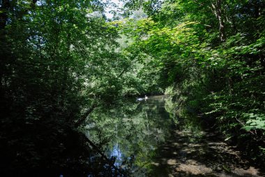Yoğun yeşilliklerle çevrili sakin, yansıtıcı bir göleti olan sakin bir orman sahnesi. Gölet, iki kuğuyla huzurlu ve huzurlu bir atmosfer yaratan beyaz bir kuğuya ev sahipliği yapıyor. Güneş ışığı filtreleri