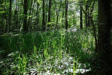 Uzun otlar ve yoğun bitki örtüsüyle yemyeşil bir orman. Güneş ışığı ağaçların tepesinden süzülüp orman zemininde dingin ve canlı bir atmosfer yaratıyor.
