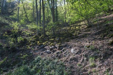Yeşil bir ormanda yosunlarla kaplı taşlar, sakin ve doğal bir manzara yaratıyor, doğanın güzelliğini ve sükunetini vurguluyor.