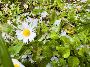 Daisies bloom amidst green foliage, scattered with small hailstones. The contrast of delicate flowers and ice highlights natures resilience and the unpredictable weather. clipart