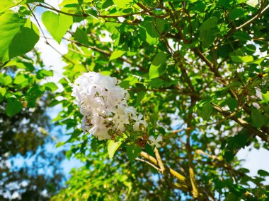 Beyaz leylak çiçeğinin düşük açılı görüntüsü, bahar mevsiminin saflığını ve tazeliğini yakalamak için açık bir gökyüzüne dizilmiş narin çiçek kümeleriyle sembolize ediyor.