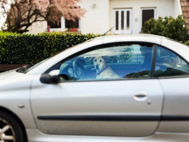 Labrador Retriever 'a benzeyen bir köpek, yerleşim yerindeki bir sokakta park edilmiş gümüş bir arabanın içinde otururken görülüyor. Arka planda yemyeşil çitleri ve çiçek açan pembe ağaçları olan bir ev var.
